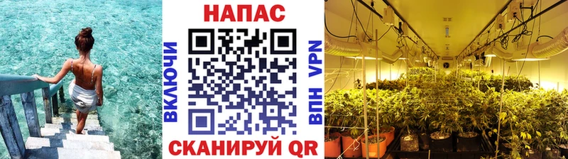 Бошки Шишки SATIVA & INDICA  Купить где  Нальчик 